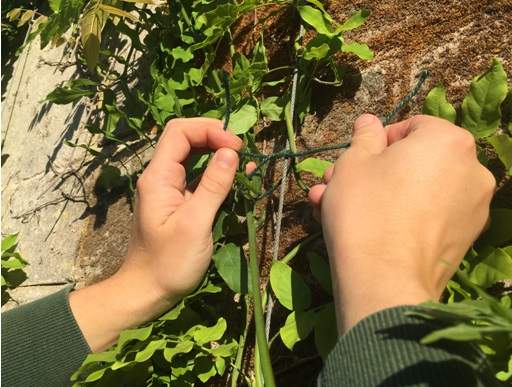 Tying in climber on house